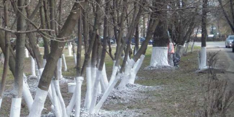 Pravidla pro bělení stromů - podrobný popis bělení a metod pro rychlé zpracování zahradních stromů (115 fotografií)